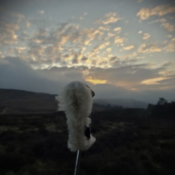 Black - Waxed Cotton With British Wool Blade Putter Cover